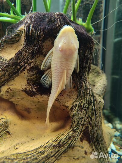 Аквариумные рыбки