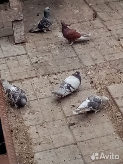 Голуби турецкие такла
