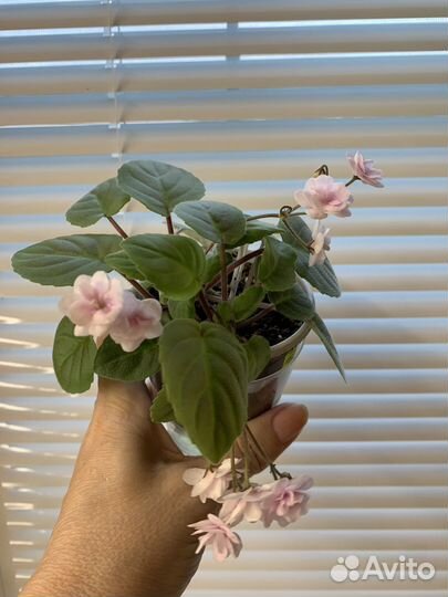 Фиалка ампельная