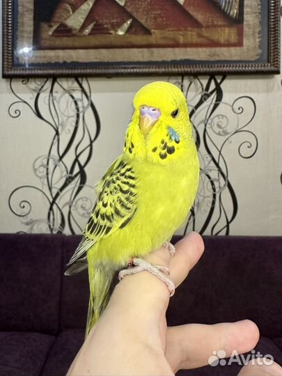 Выставочные волнистые попугаи (ввп, Чех)