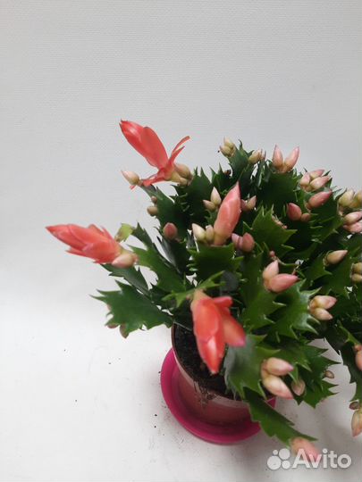 Декабрист шлюмбергера оранжевый