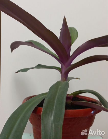 Рео (ладья Моисея)