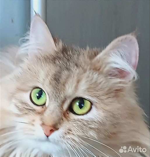 Кулëма или эйфория