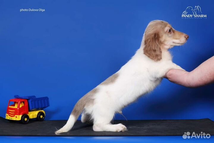 Щенки Таксы лиловый пайболд. Эксклюзив