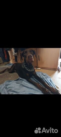 Собака доберман