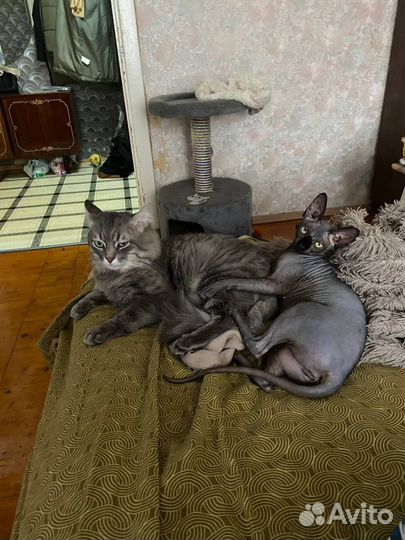 Котенок в добрые руки