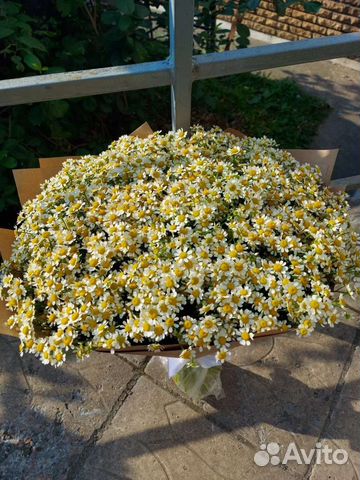 Ромашки, 51,75,101 ромашка