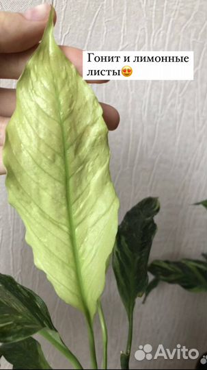 Спатифиллум вариегатный даймонд