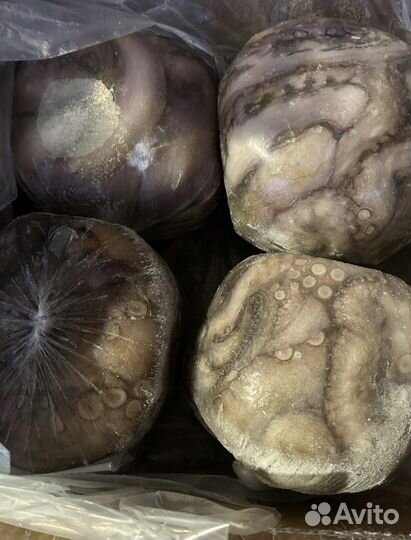 Осьминог крупный св.м. /2 кг