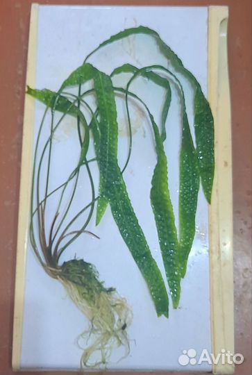 Криптокарина