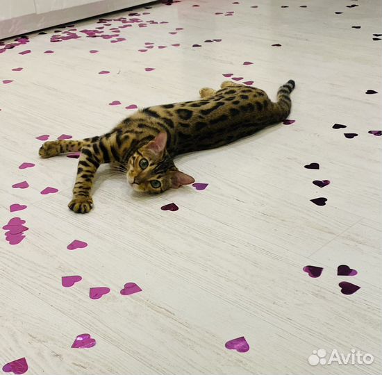 Бенгальские котята