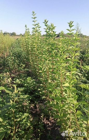 Жасмин чубушник