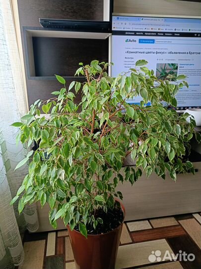Продам комнатные цветы