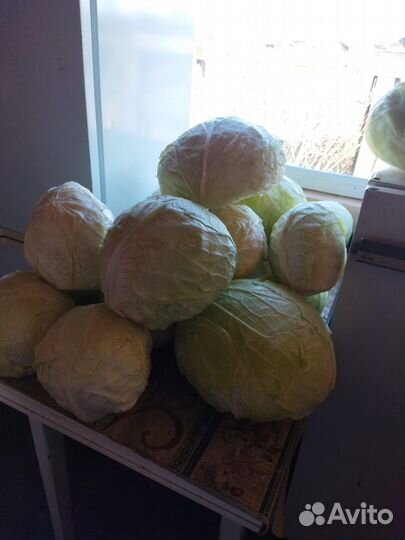 Капуста свежая