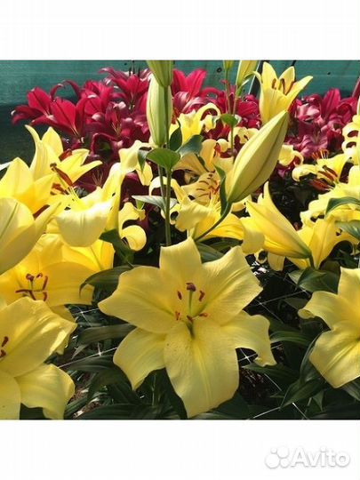 Лилия эльдорет луковица