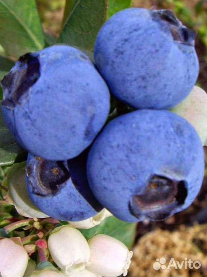 Река саженцы голубики