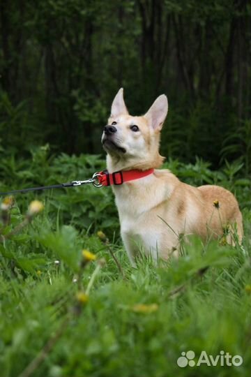Необходима передержка для молодой собаки