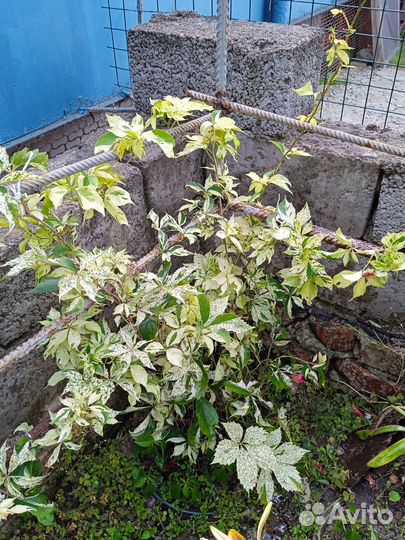 Девичий виноград 