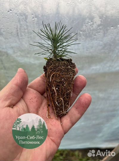 Сеянцы зкс Сосна окс Ель Лиственница Горная