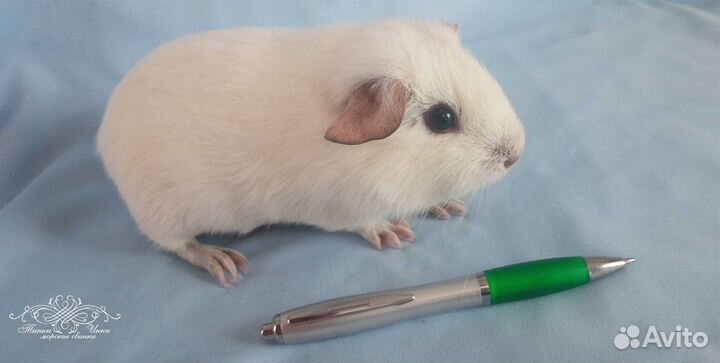 Морские свинки Кали и Селф