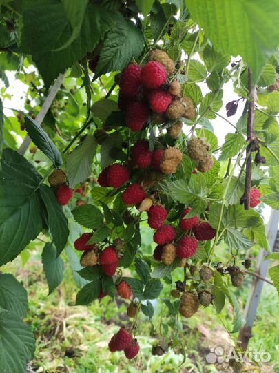 Малина ранняя Мария