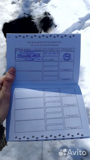 Собака в добрые руки отдам бесплатно