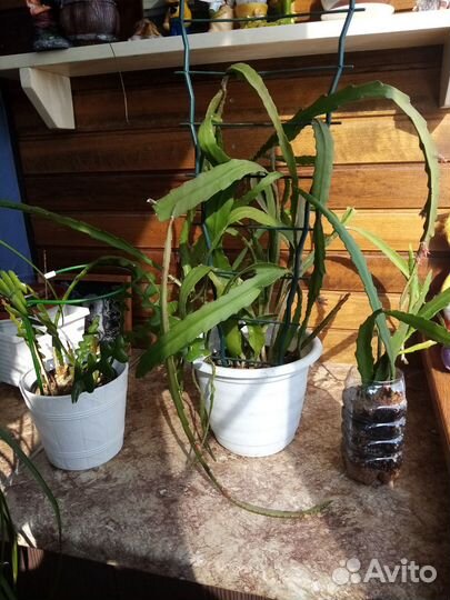 Комнатные цветы