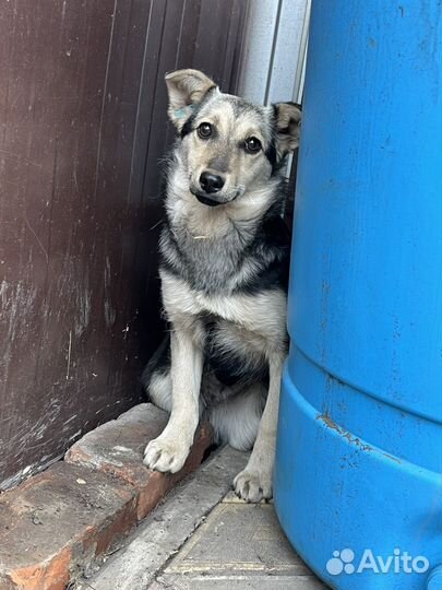 Щенок девочка