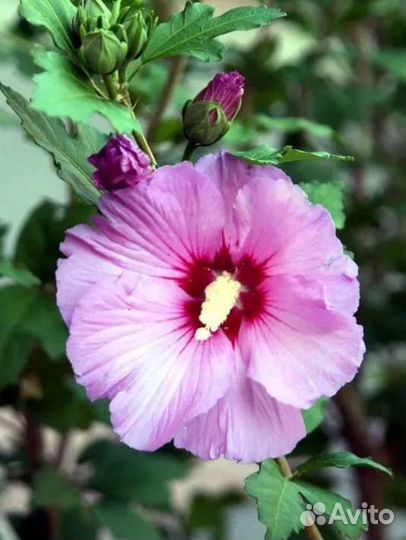 Многолетние садовые растения