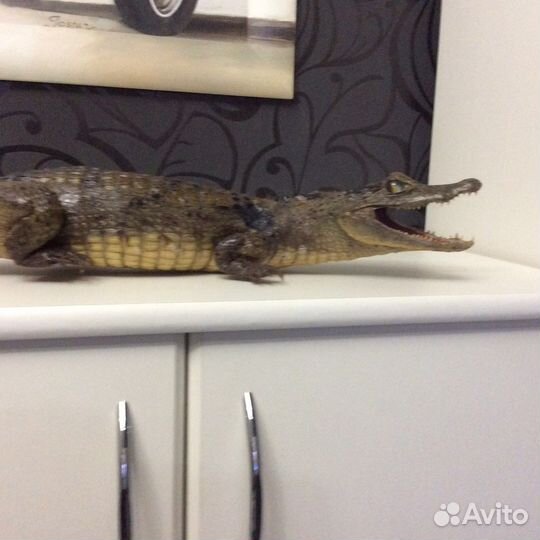 Чучело живого крокодила