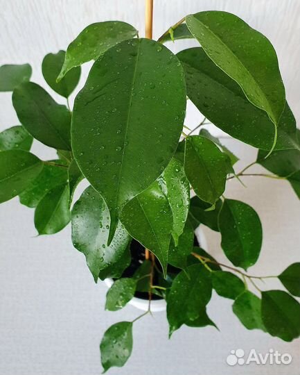 Фикус Бенджамина Экзотика