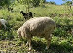Баран куйбышевский, овцематки