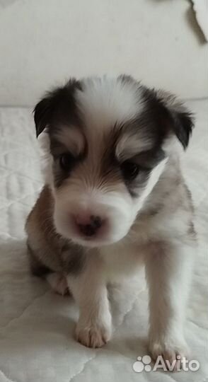 Собака в добрые руки отдам бесплатно