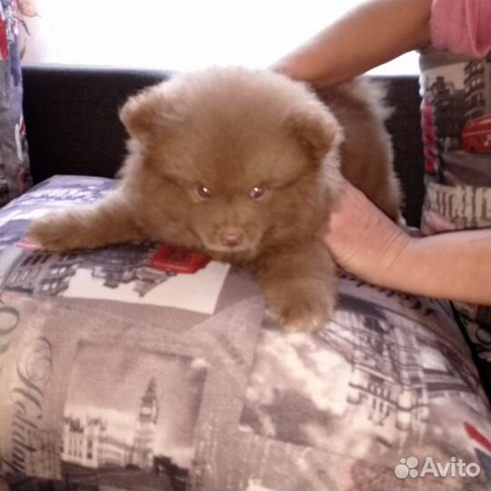 Щенки шпица