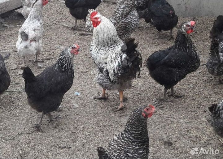 Цыплята бройлер.Куры несушки.Цесарки.Фазаны
