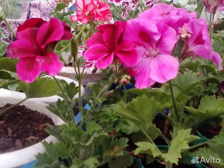 Рассада Цветов