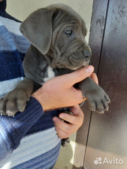 Щенки Кане Корсо