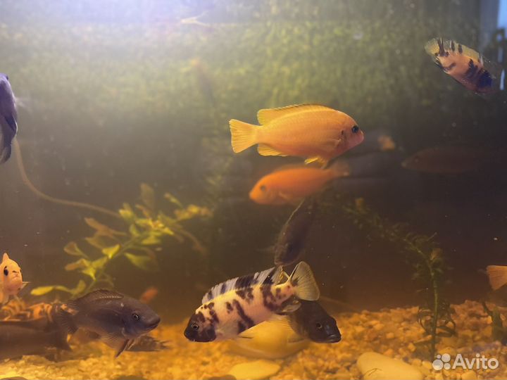 Аквариумные рыбки - цихлиды