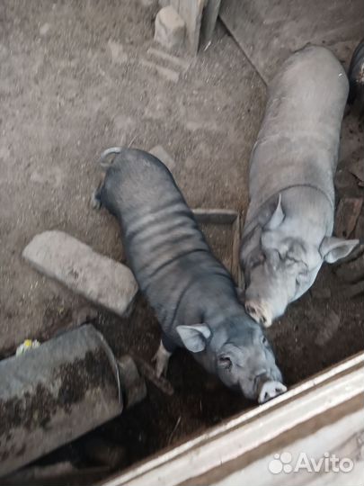 Вьетнамский вислобрюхий