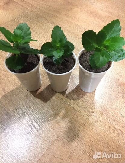 Суккуленты (каланхоэ цветущий и денежное дерево)