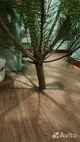 Сосна новогодняя живая