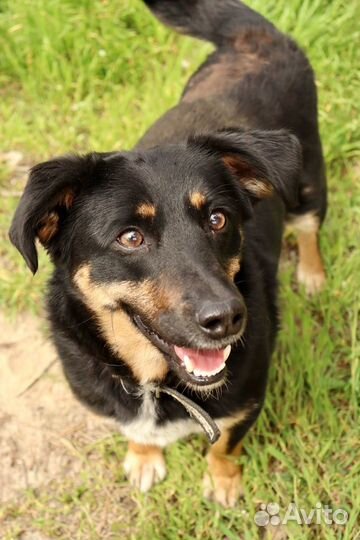 Душенька в добрые руки