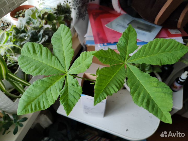 Дуб краснолистный (канадский), Каштан конский