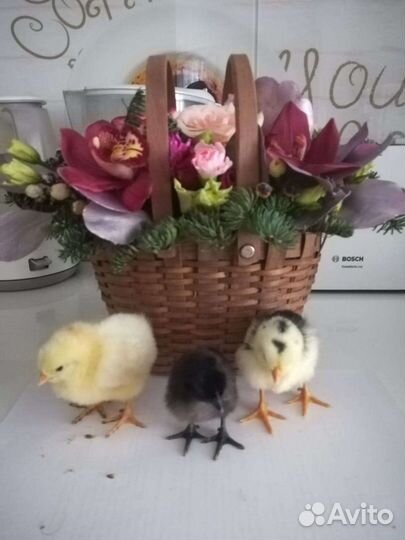 Яйцо инкубационное Маран ч/м, Ухейулюй,брама,нидер