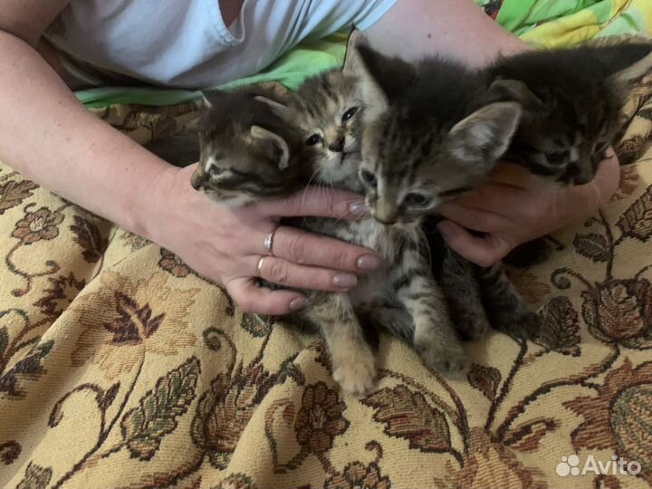 Котята в добрые ручки