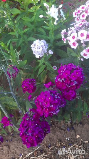 Флоксы многолетние