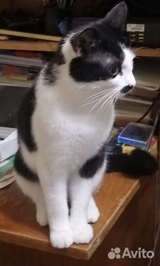 Отдам кота в добрые руки