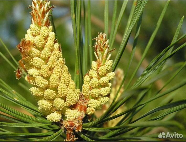 Сосна обыкновенная 3-4 м