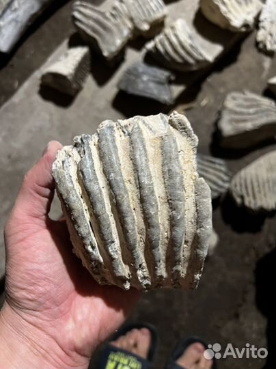 Зубы мамонта