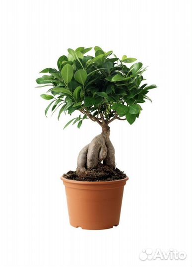 Бонсай Фикус Гинсенг